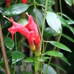 Lipstick Plant (Aeschynanthus radicans)