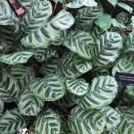 Peacock Plant (Calathea makoyana)