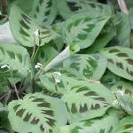 Prayer Plant (Maranta leuconeura)